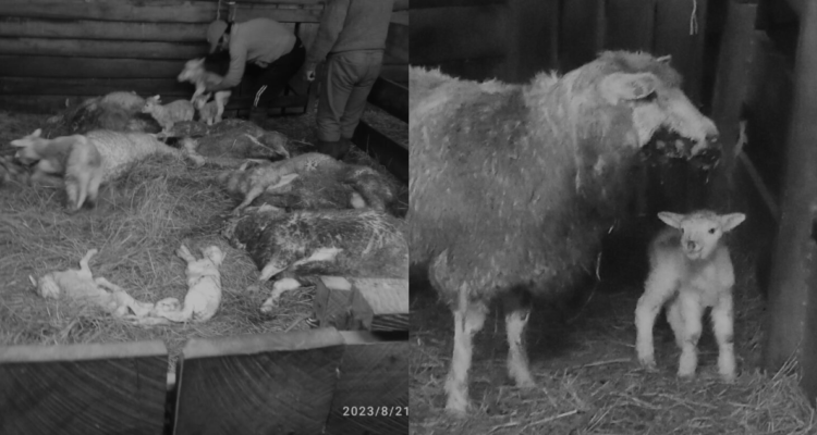 Granjeros acusan que puma atacó a más de 30 ovejas en Osorno