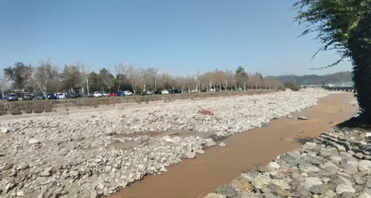 Inician operativo de búsqueda por avistamiento de un zorro culpeo en Vitacura: se le perdió el rastro