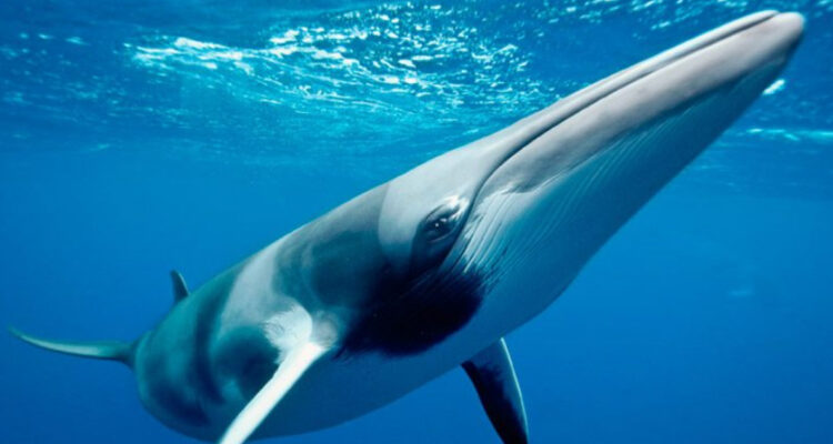 Científicos descifran el canto de la ballena minke antártica, que cambia su idioma según el año