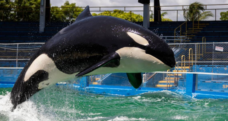 Orca Lolita fallece en Miami