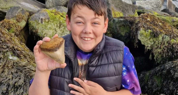 Niño de 13 años encontró un diente de “megalodón” de hace millones de años en una playa de Reino Unido