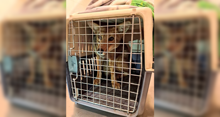 Bomberos capturó a zorro que deambulaba por Santiago fue llevado a clínica de Zoológico Nacional