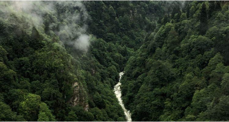 Científicos reportan que la Tierra perdió 4,1 millones de hectáreas de bosques “vírgenes” en 2022