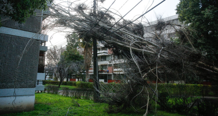 Informan corte de luz en Las Condes por caída de árbol: derribó 3 postes