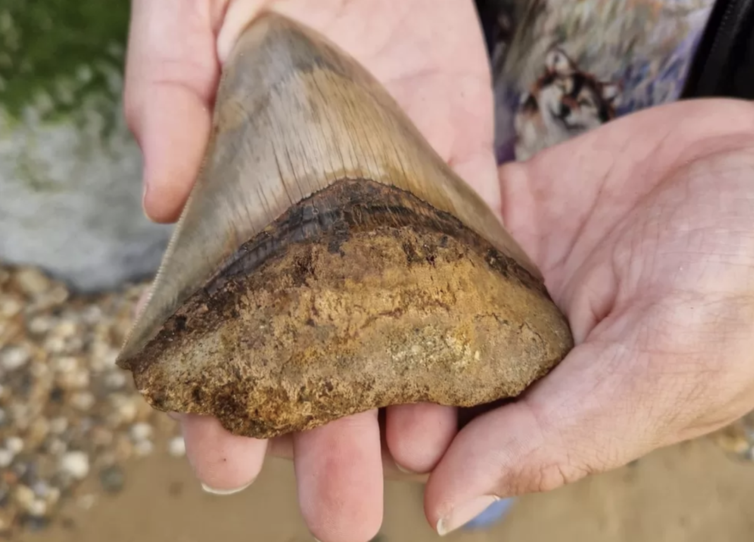 Niño de 13 años encontró un diente de megalodón.