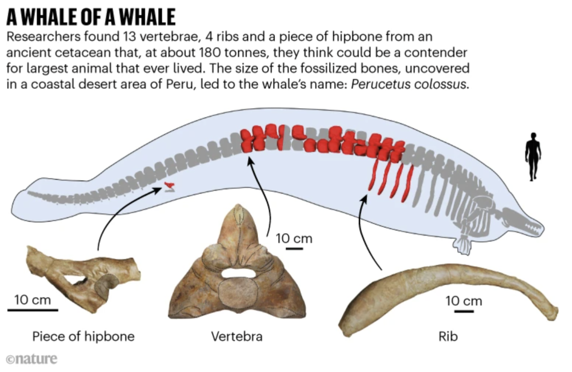 Encuentran en Perú los restos del animal más grande de todos los tiempos