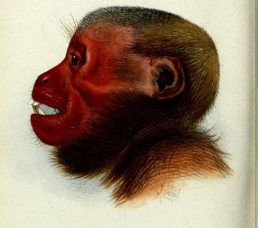Cara roja en mono cacajao