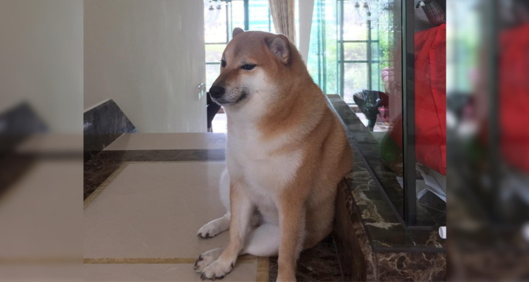 Perrito Cheems en fotografía cargada a su Instagram