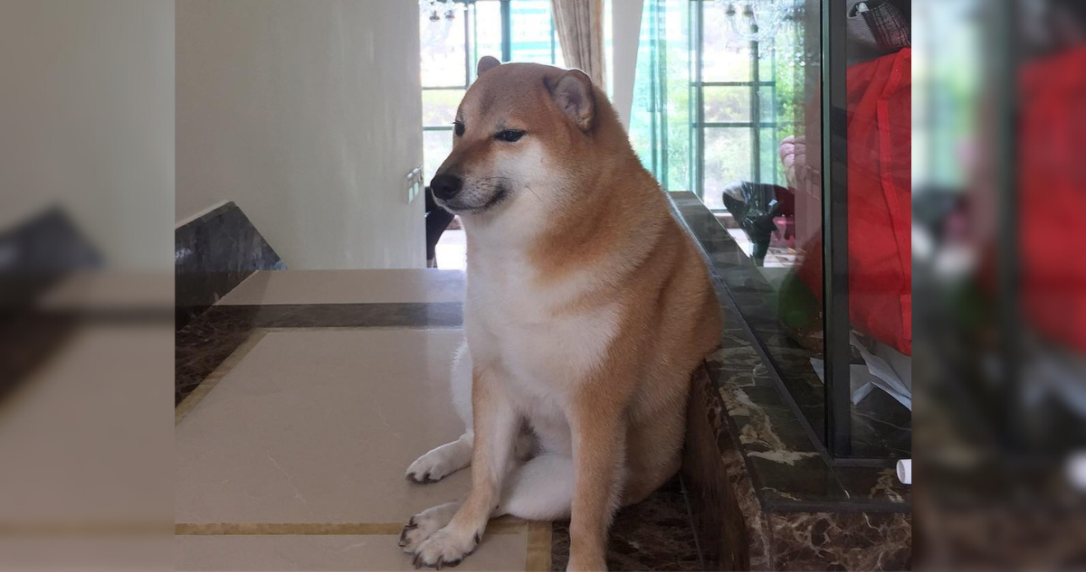Perrito Cheems en fotografía cargada a su Instagram