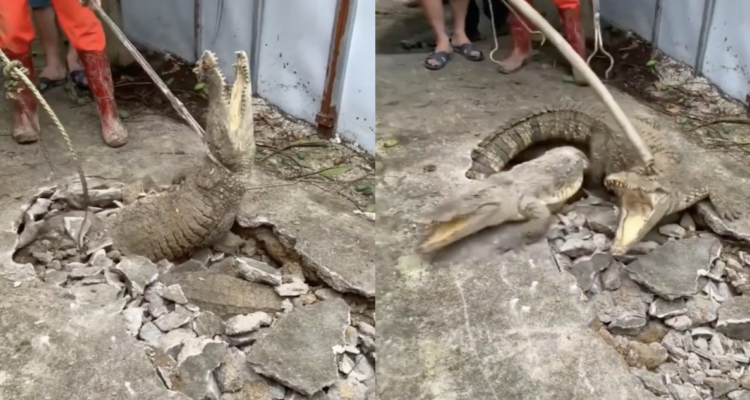 Capturas de video de cocodrilos en vereda de Indonesia