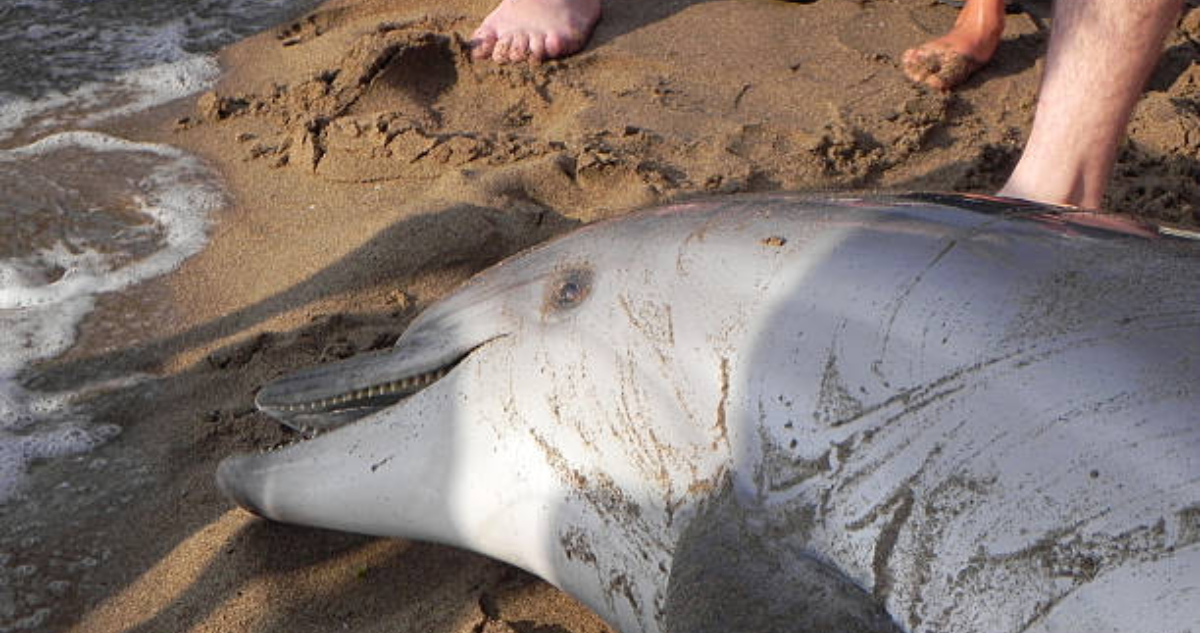 Abrirán el primer hospital de delfines en la playa de EE.UU con más varamientos del mundo