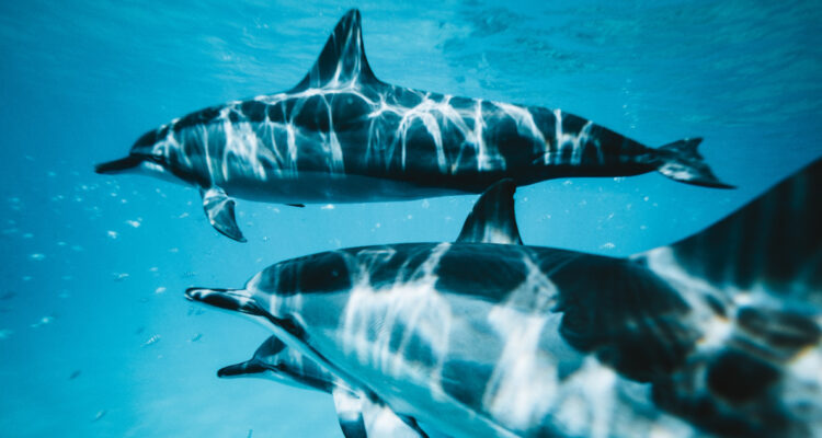 Encuentran microplásticos en las grasas y pulmones de mamíferos marinos: “Es una carga adicional”