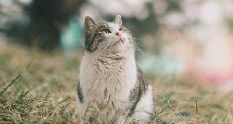 Este 8 de agosto se celebra el Día del Gato