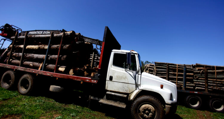 Dictan cautelares para 5 detenidos por robo de madera en Arauco