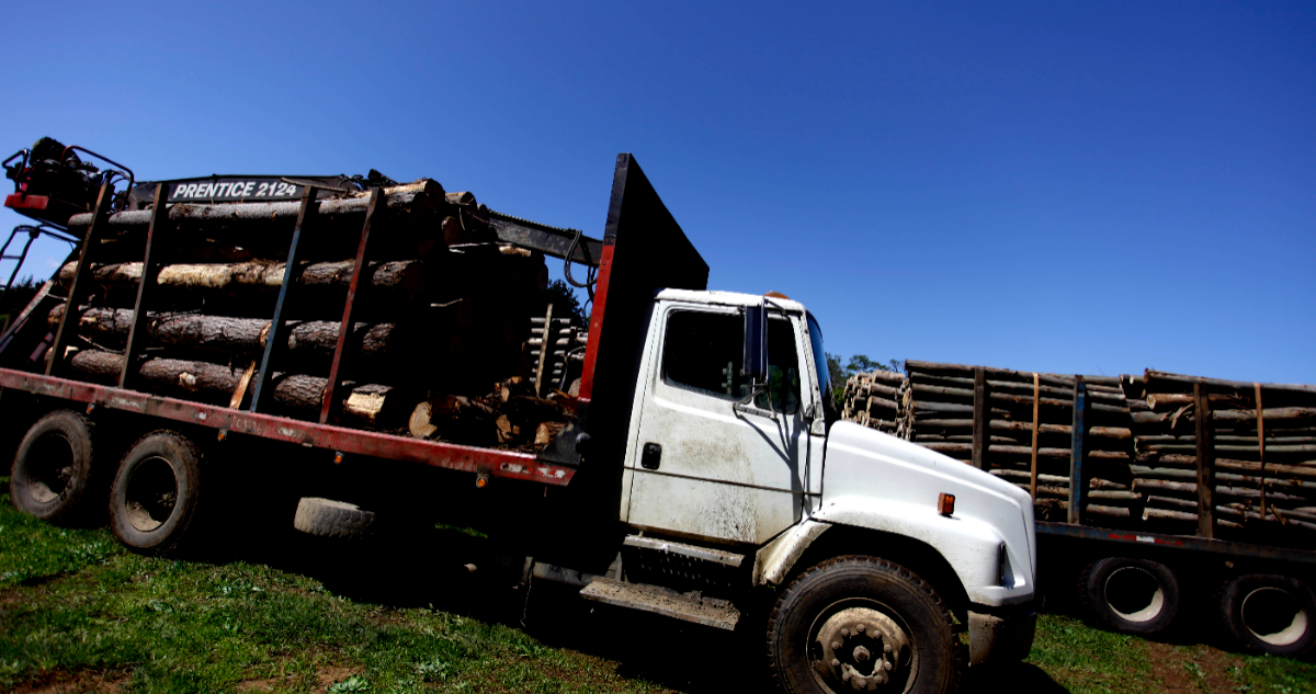 Dictan cautelares para 5 detenidos por robo de madera en Arauco