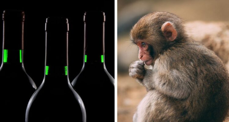 Un experimento científico realizado con monos logró reducir el alcoholismo en un 90% (“casi a cero”)