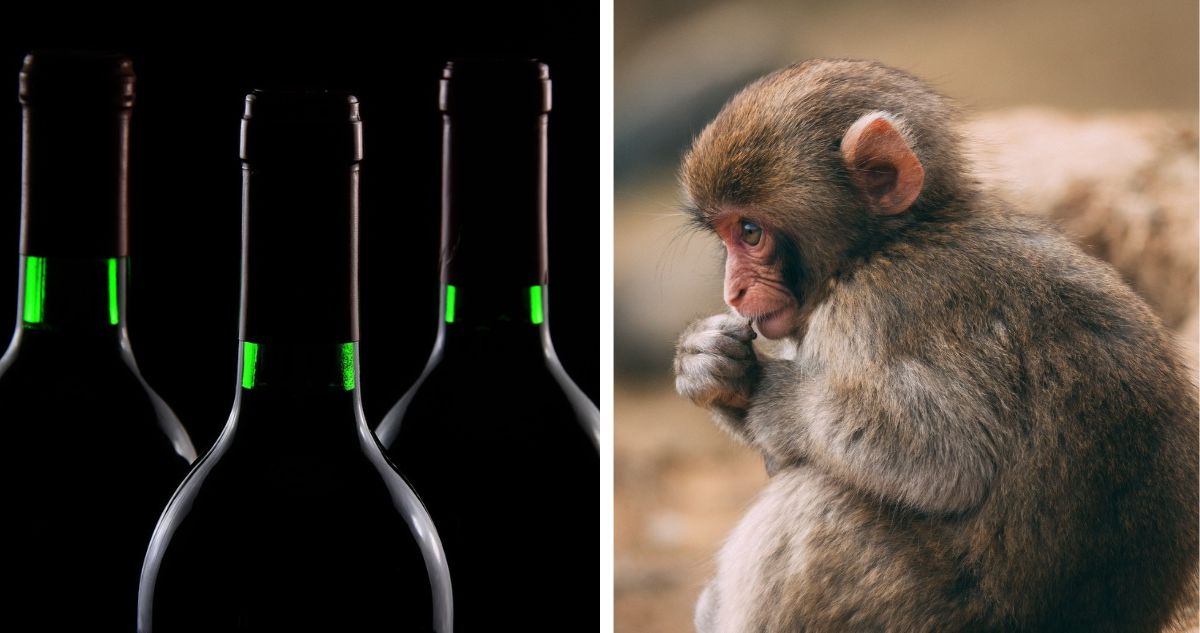 Un experimento científico realizado con monos logró reducir el alcoholismo en un 90% (“casi a cero”)