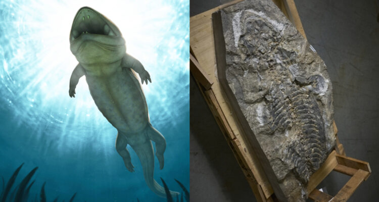 Encuentran fósil de una especie desconocida de anfibio gigante en un muro de contención en Australia