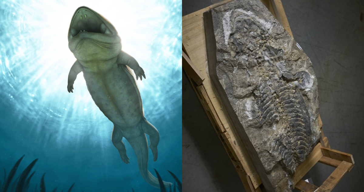 Encuentran fósil de una especie desconocida de anfibio gigante en un muro de contención en Australia