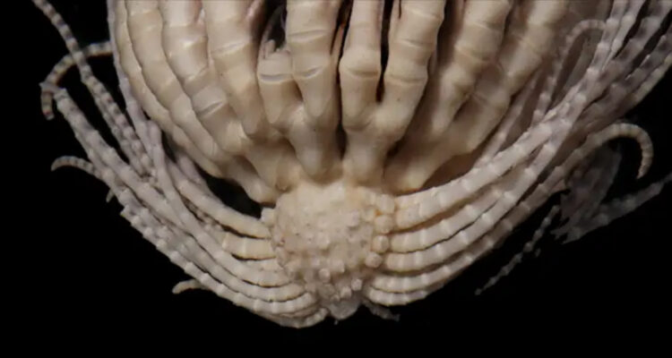 Descubren nueva especie marina cerca de la Antártica que tiene 20 brazos, pero parece una frutilla