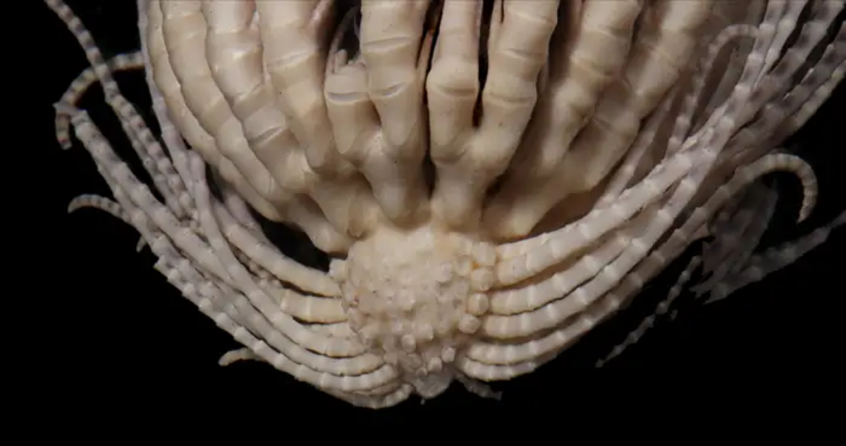 Descubren nueva especie marina cerca de la Antártica que tiene 20 brazos, pero parece una frutilla