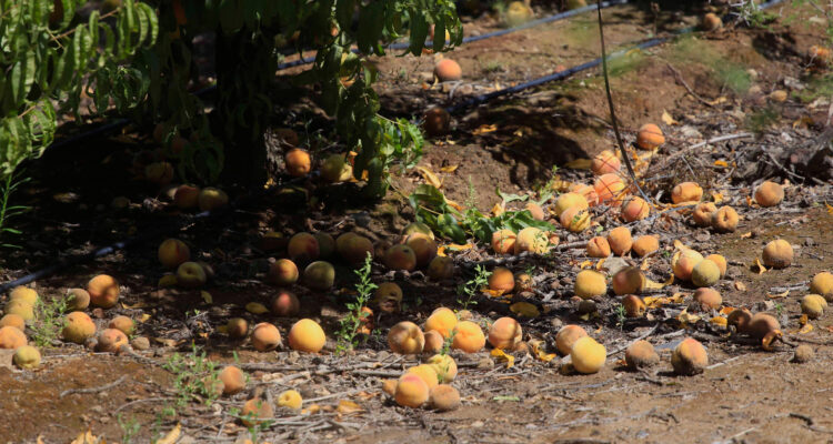 Empresarios frutícolas indican que daños por lluvias son nuevamente “alarmantes”