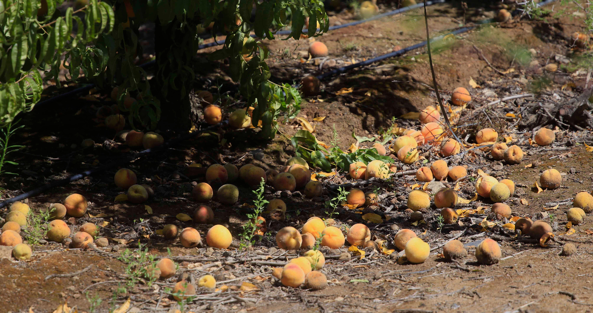Empresarios frutícolas indican que daños por lluvias son nuevamente “alarmantes”
