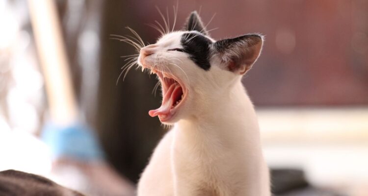 El hongo afecta tanto a gatos y seres humanos