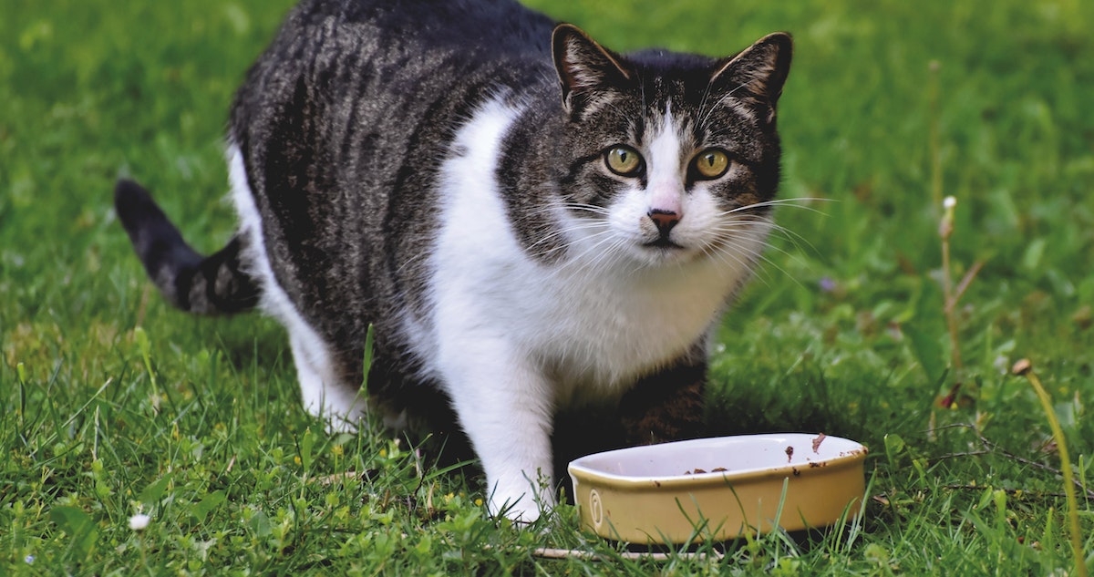 Los gatos prefieren el sabor umami
