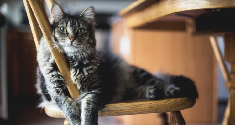 Cuidado felino: tips para del Día del Gato