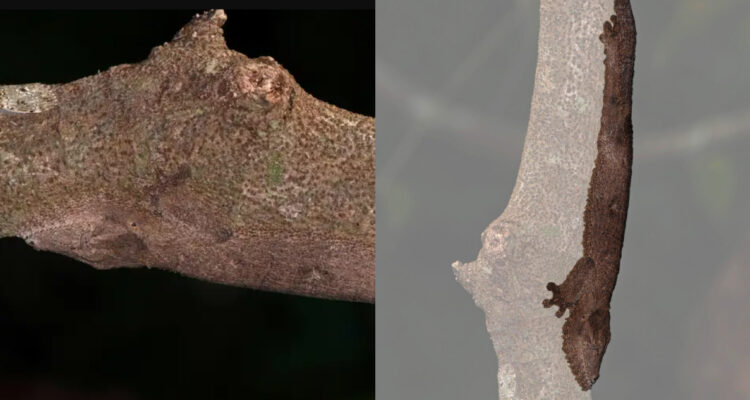 El geco es un maestro del camuflaje