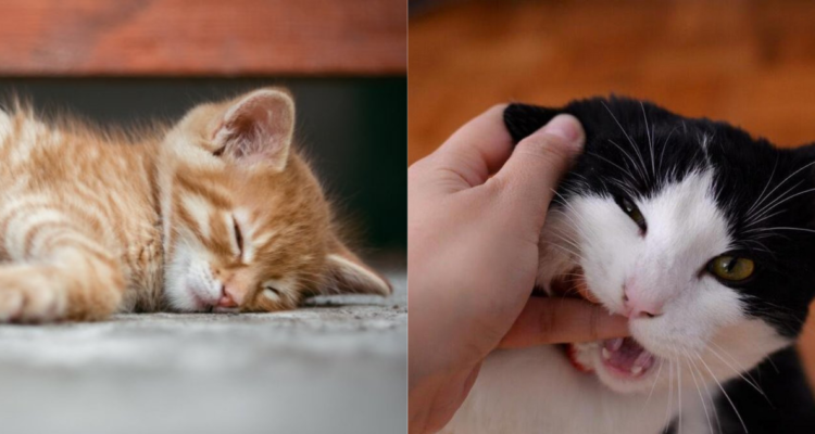 Hongo brasileño infectó a persona