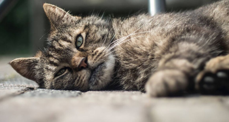Hongo podría afectar a gatos