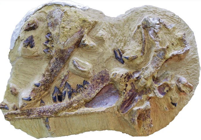 Encuentran fósil de una ballena de hace 41 millones de años en un oasis del desierto de Egipto