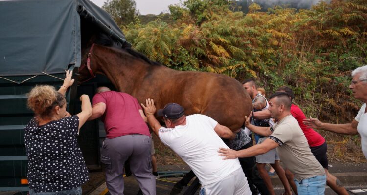 Vecinos de Pino Alto trasladan a sus animales tras la orden de desalojo