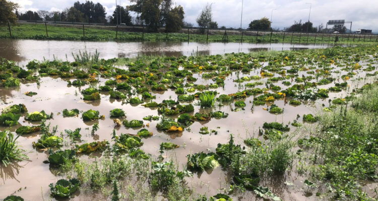 Inician catastro de agricultores afectados por intensas lluvias en la región Metropolitana