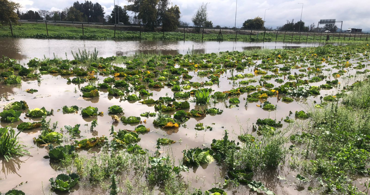 Inician catastro de agricultores afectados por intensas lluvias en la región Metropolitana