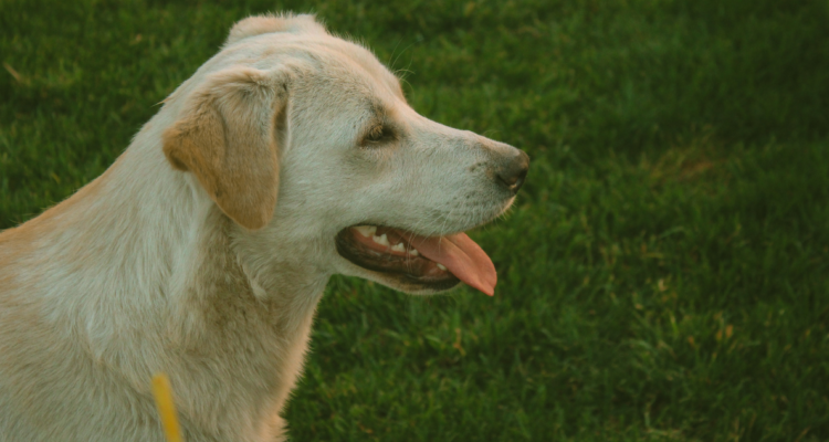 maltrato animal San Vicente