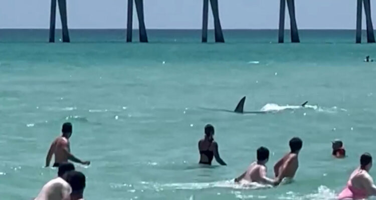 Primer ataque en casi 70 años: mujer queda grave tras ser mordida por tiburón en playa de Nueva York