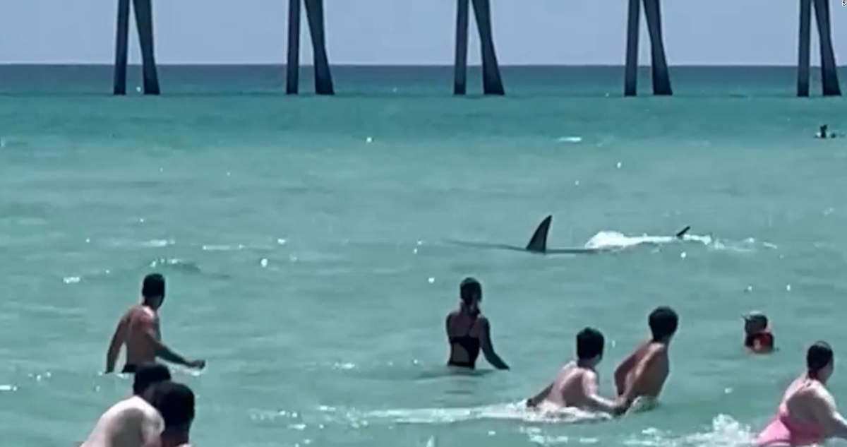 Primer ataque en casi 70 años: mujer queda grave tras ser mordida por tiburón en playa de Nueva York