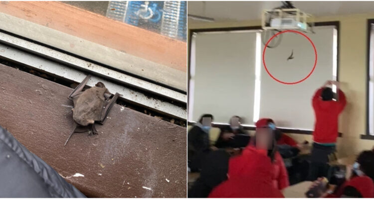murcielagos-colegio-chiguayante