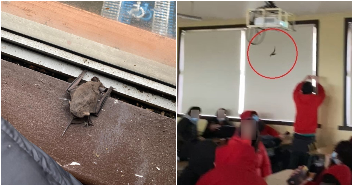 murcielagos-colegio-chiguayante