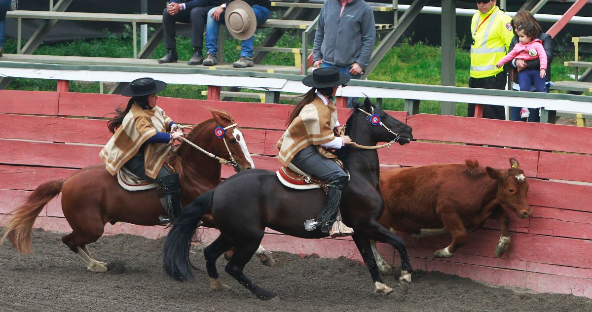 Encuesta Criteria: Solo 10% de los chilenos se sienten identificados con el rodeo como práctica típica