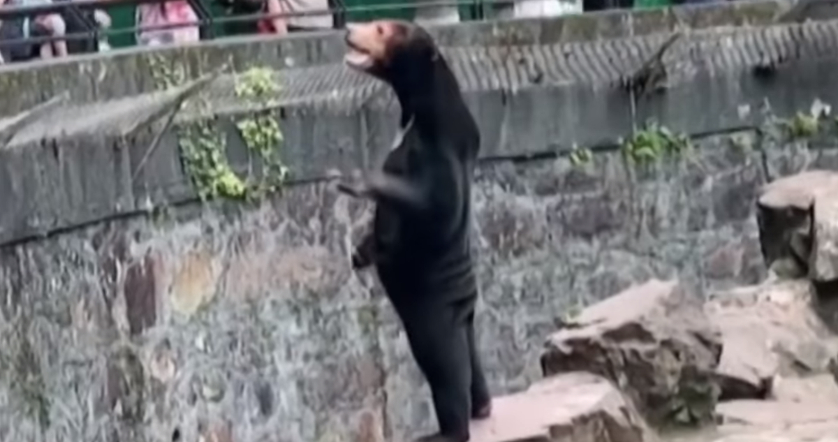 Oso viral de zoológico en China es real: experta británica explica su extraño aspecto