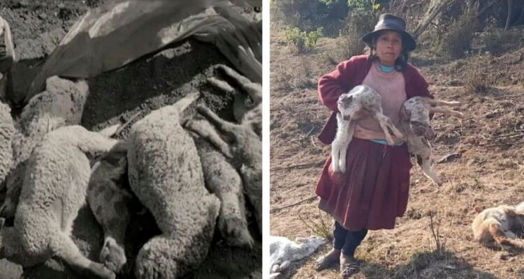 Encuentran más de 30 ovejas muertas con perforaciones en sus cráneos y sin ojos en Perú.