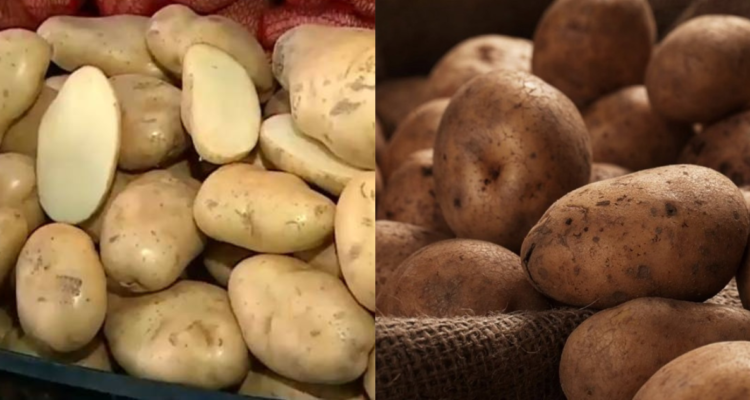 Papa argentina en Chile