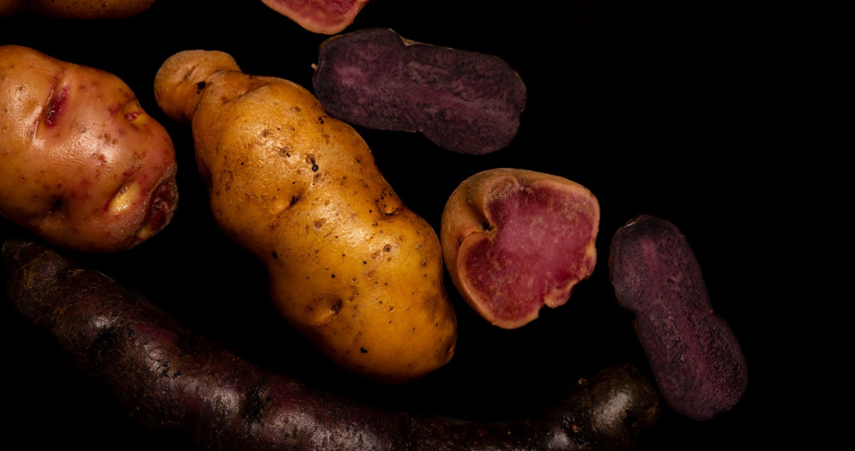 Papas mejoradas genéticamente