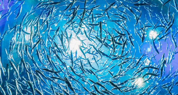 El calentamiento de océanos y ríos está alterando negativamente la genética de los peces, dice estudio