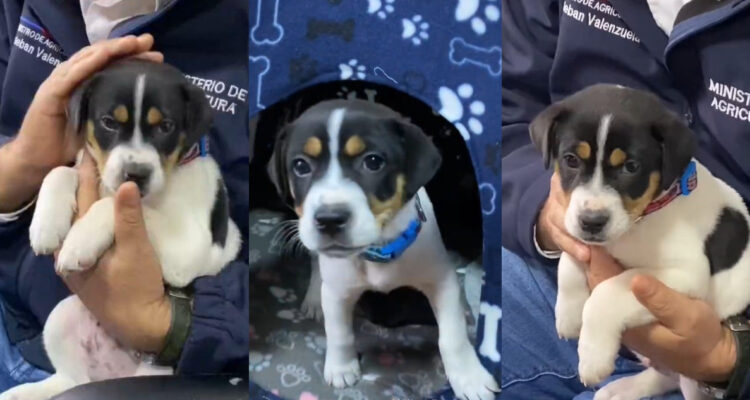 Perrito apodado “Desastre” es rescatado por Senapred