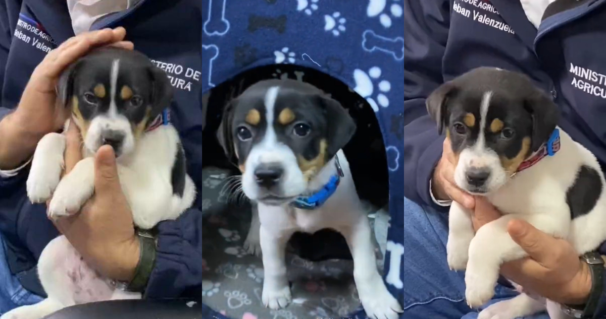 Perrito apodado “Desastre” es rescatado por Senapred